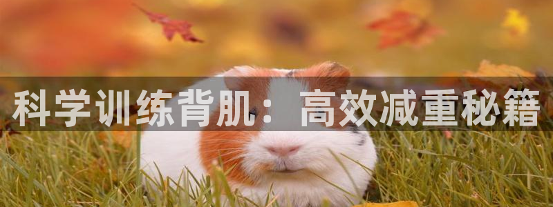 意昂体育4:科学训练背肌:高效减重秘籍